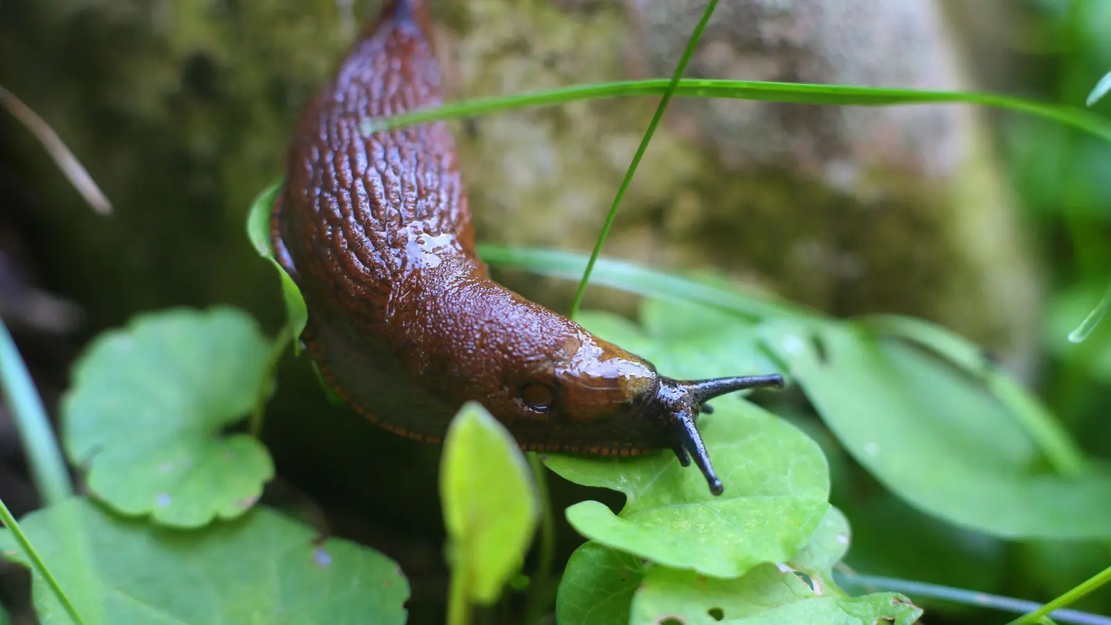 Nacktschnecken lassen sich die saftigen Blätter vieler Gartenpflanzen schmecken. (Foto: Karl-Josef Hildenbrand/dpa-tmn)