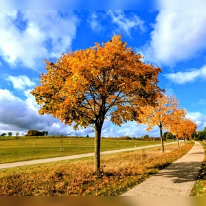 Goldener Herbst - gesehen zwischen Dinkelsbühl und Diederstetten (Foto: Ruth Zinnecker-Hammerich )