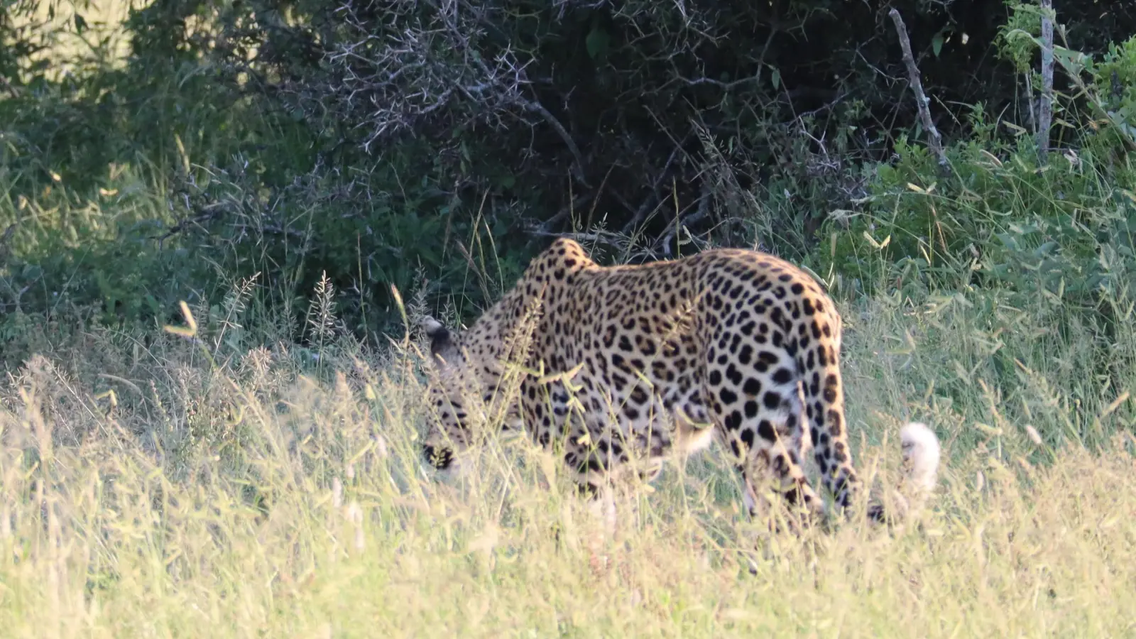 Die Raubkatzen dagegen verstecken sich lieber. Nur rund 1000 Leoparden leben im Kruger-Park. Und die FLZ-Reisegruppe hatte tatsächlich das Glück, einem zu begegnen - wenn auch nur kurz. (Foto: Gudrun Bayer)