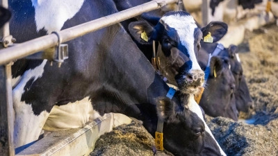 Milchkühe im Stall der Agrargenossenschaft. (Foto: Jens Büttner/dpa-Zentralbild/dpa/Symbolbild)