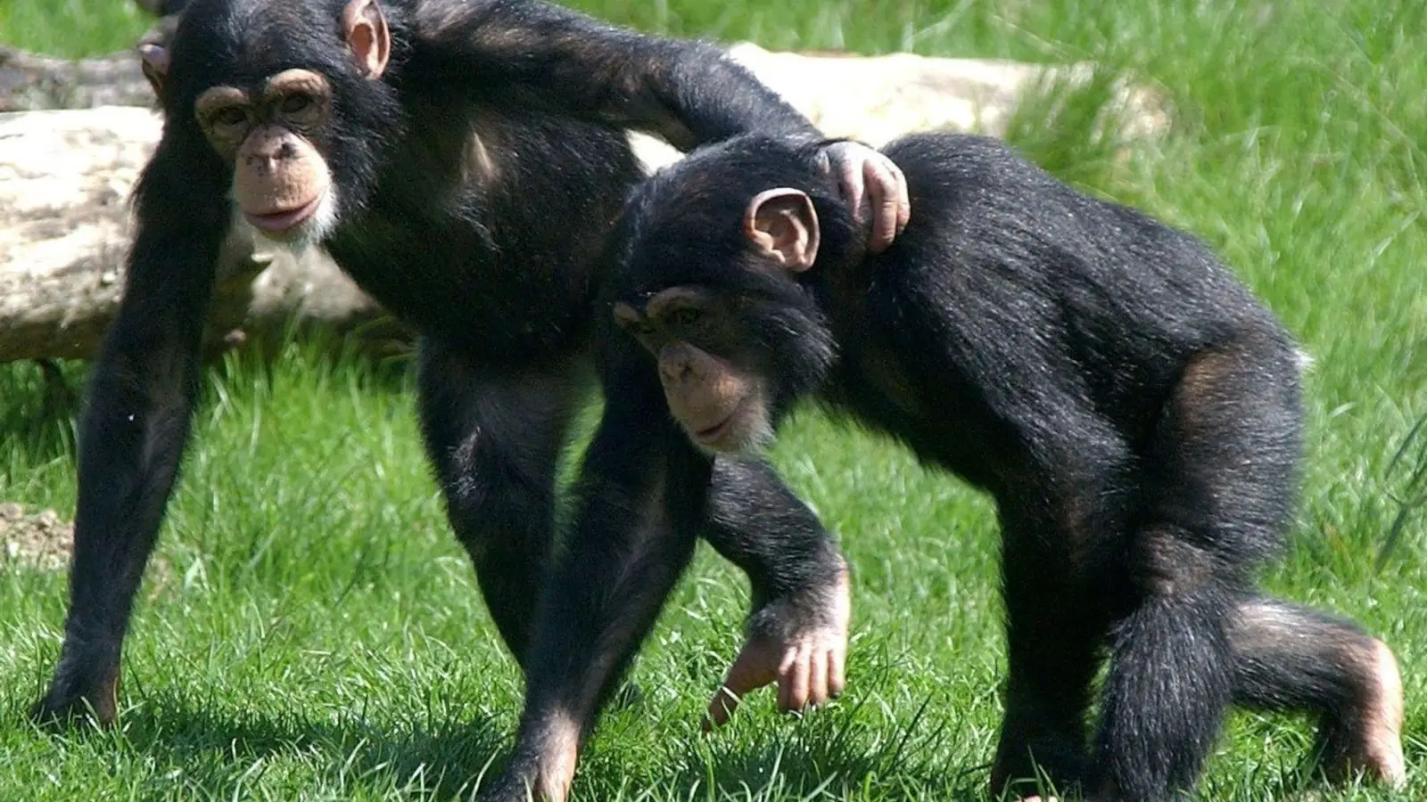 Auch Tiere können untereinander Freundschaften schließen. Dabei spielt - ähnlich wie bei Menschen-Freundschaften - der Charakter eine Rolle. (Foto: Peter Endig/dpa-Zentralbild/dpa)