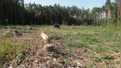 Das Waldstück zwischen Strüth und Kühndorf, wo das Bürgerwindrad stehen soll, wurde Ende März gerodet.  (Foto: Winfried Vennemann)