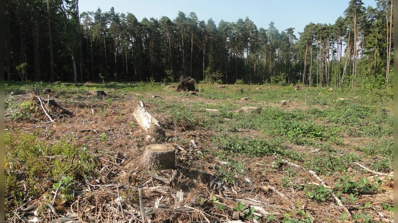 Das Waldstück zwischen Strüth und Kühndorf, wo das Bürgerwindrad stehen soll, wurde Ende März gerodet.  (Foto: Winfried Vennemann)