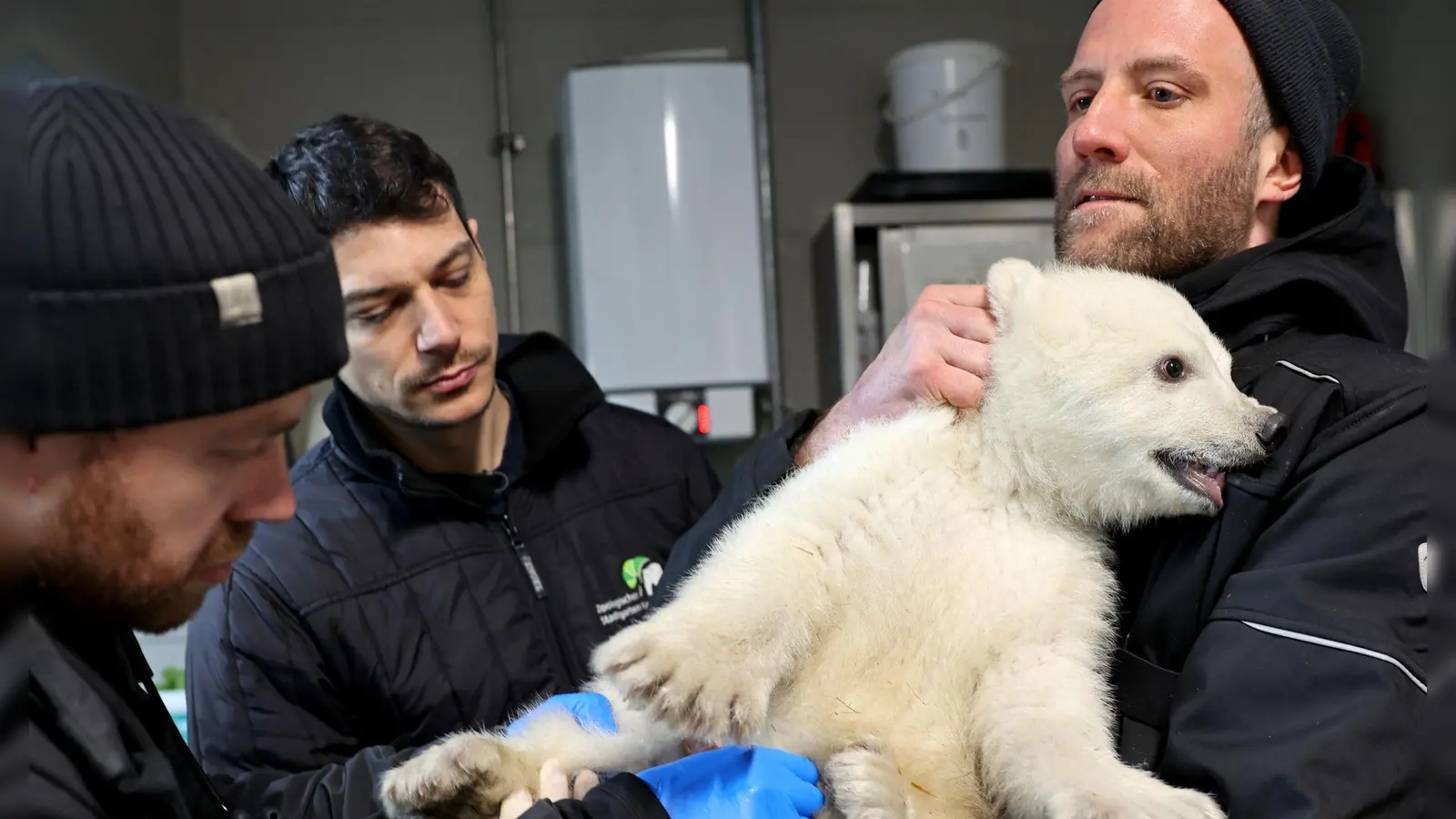  Einen Namen hat das Tier bisher nicht. Details zur Namenssuche soll es bald geben.  (Foto: Timo Deible/Zoo Karlsruhe/dpa)