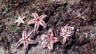 Mit Hilfe von Video-Aufzeichnungen entdeckten die Forscher unter anderen Seesterne auf den Munitionsresten (Symbolbild).  (Foto: Jens Büttner/dpa-Zentralbild/dpa)