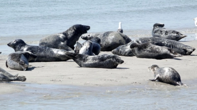 Die Zahl der Kegelrobben im Wattenmeer und auf Helgoland nimmt weiter zu - wenn auch langsamer als zuvor. (Foto: Carsten Rehder/dpa)