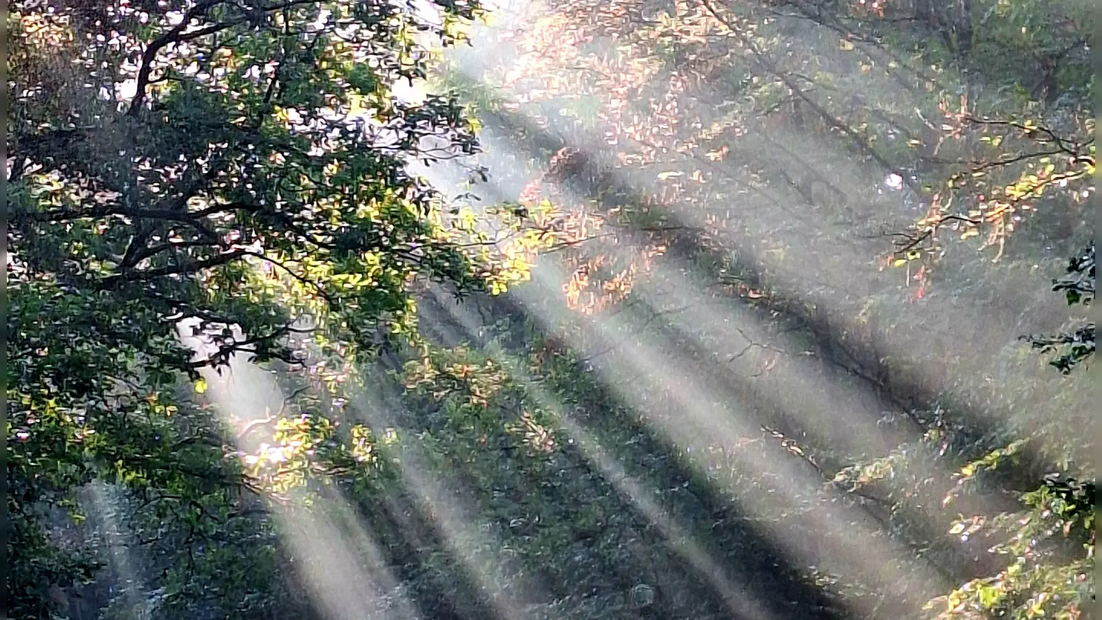 Im Wald von Kirnberg nach Speierhof. (58 Stimmen) (Foto: Elfriede Winkler)