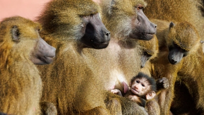 Zwischen den Affen komme es aufgrund der Platzverhältnisse verstärkt zu Konflikten, bei denen sich die Tiere verletzten, heißt es vom Tiergarten. (Archivbild) (Foto: Daniel Karmann/dpa)
