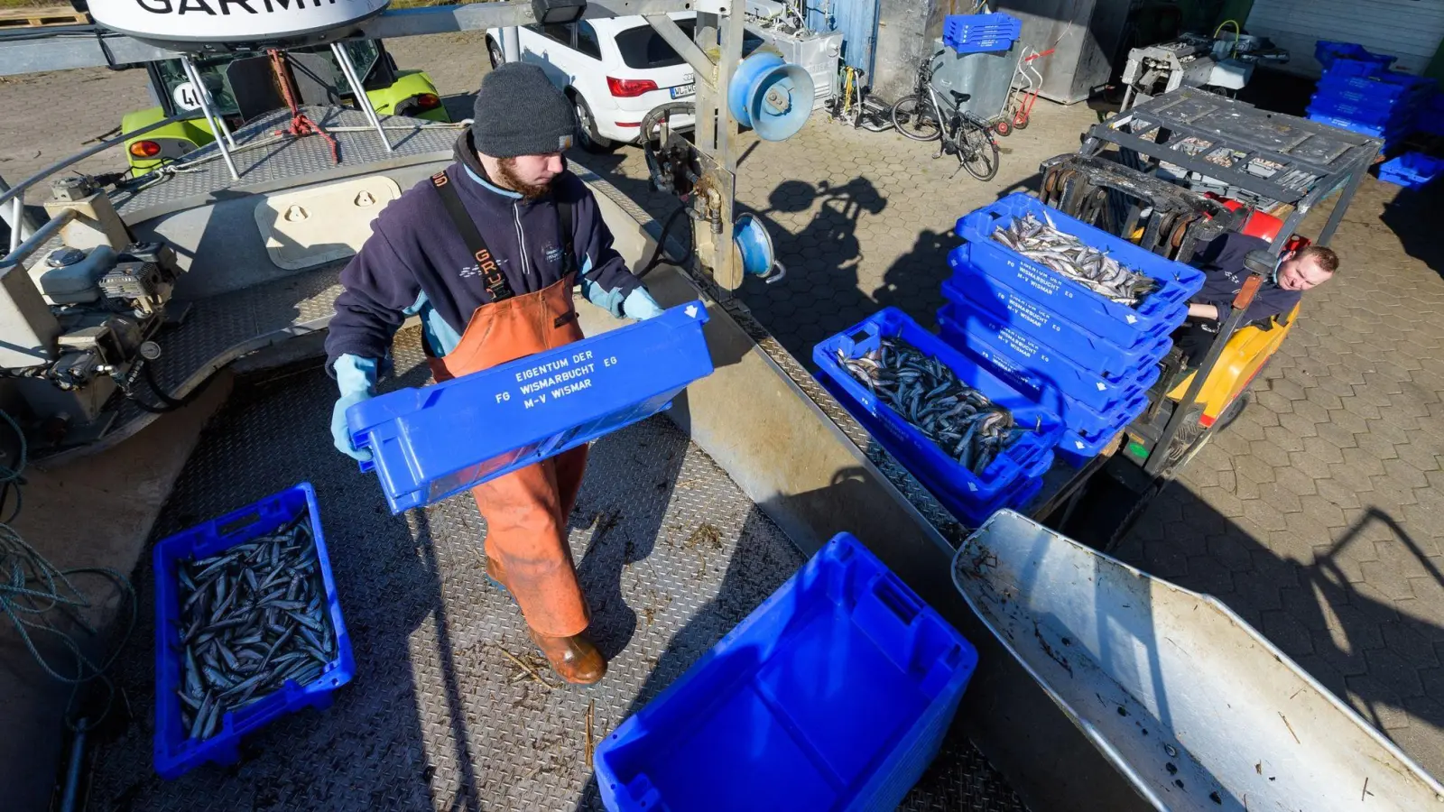 Jonas Grube entlädt frischen Stint vom Boot. Trotz der schwierigen Lage will der angehende Fischwirt die Tradition fortsetzen. (Foto: Philipp Schulze/dpa)