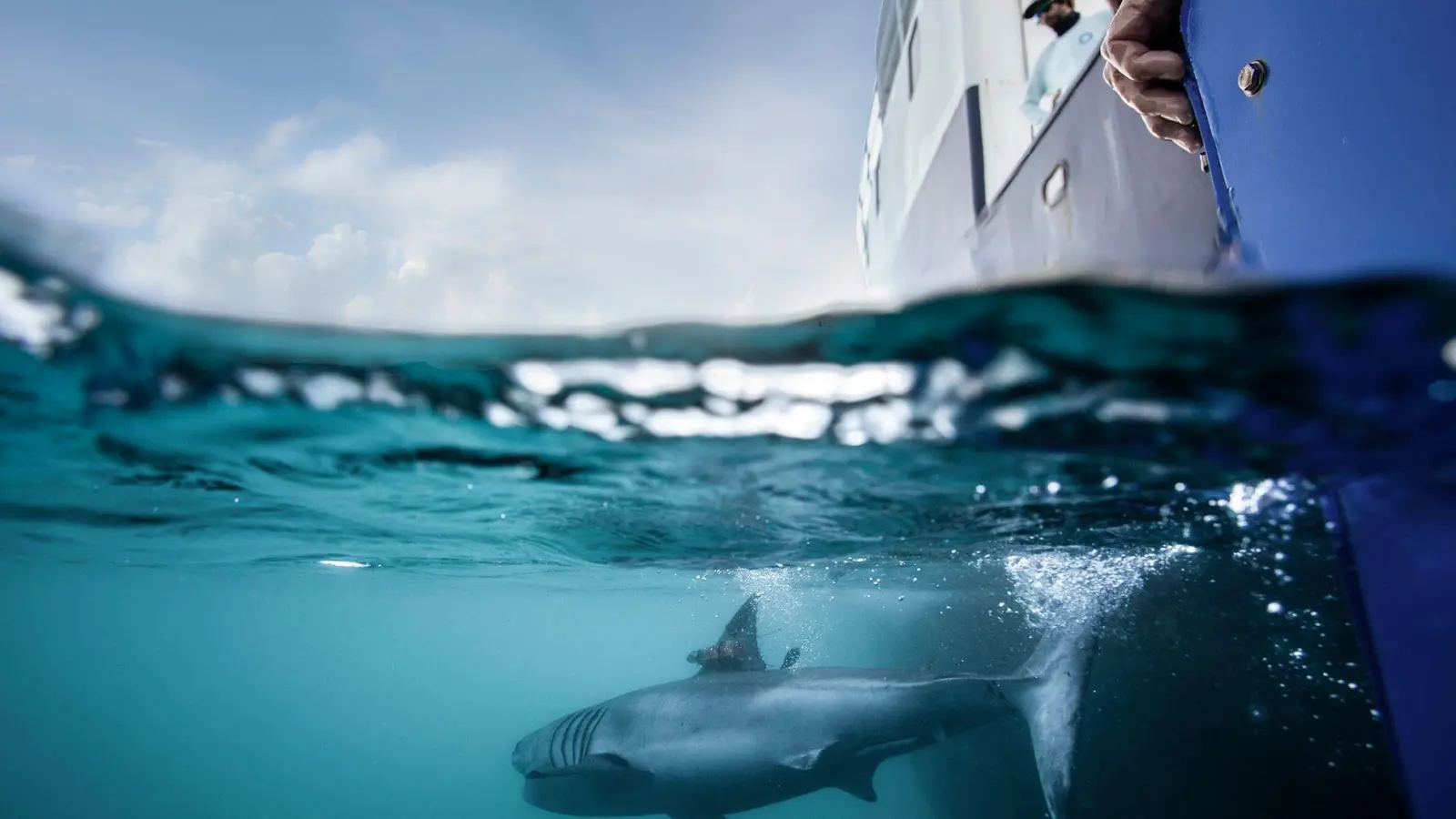 Nicht nur Haie versieht Ocearch mit Peilsendern - auch Meeresschildkröten, Robben, Delfine oder Alligatoren lassen sich auf der Seite der Organisation tracken. (Foto: Chris Ross/Ocearch/dpa-tmn)