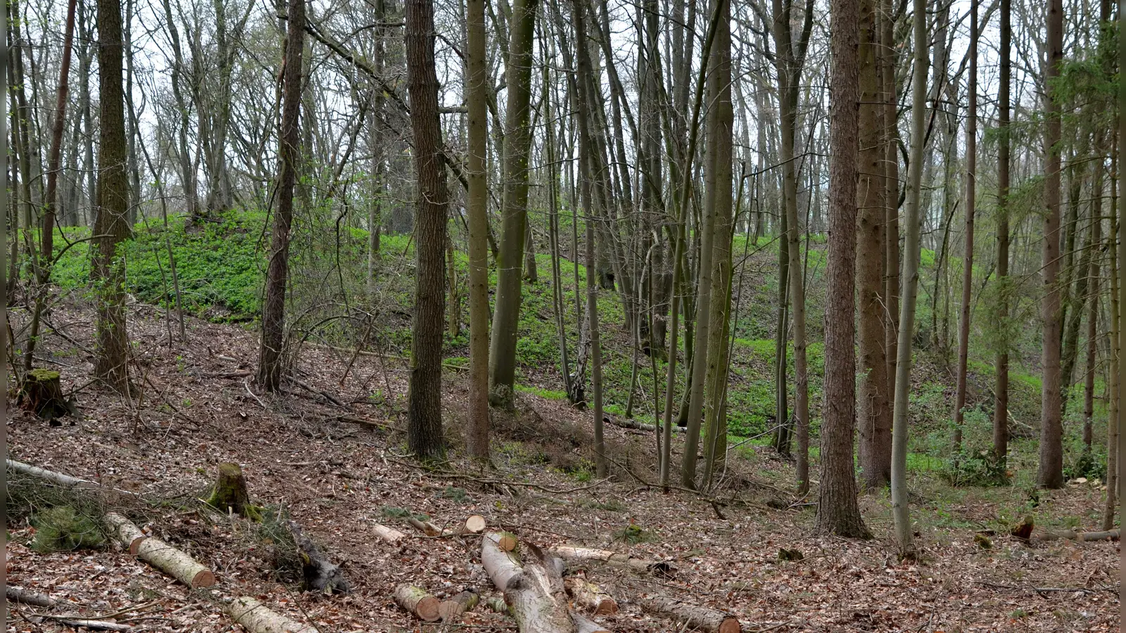 Um die Burg Deutenheim gibt es noch viele ungeklärte Fragen. (Foto: Johannes Hirschlach)