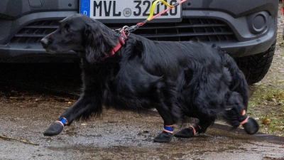 Bei der Suche nach dem Jungen kamen auch Spürhunde zum Einsatz. (Foto: Stefan Sauer/dpa)