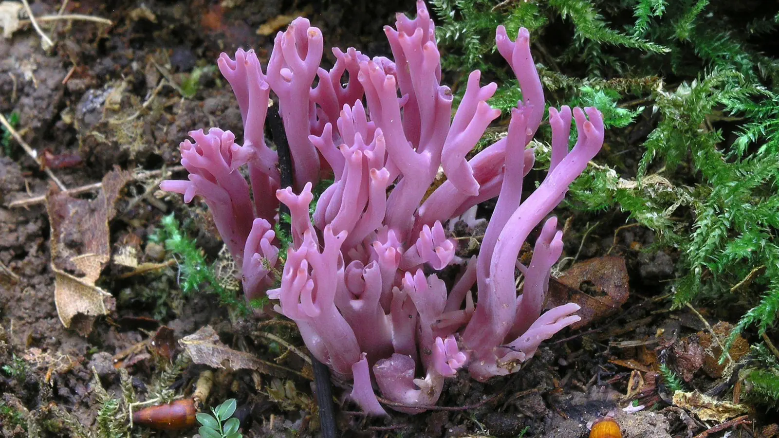 Die Amethystfarbene Wiesenkoralle ist hübsch anzusehen - essbar ist sie nicht.  (Foto: Matthias Theiss)