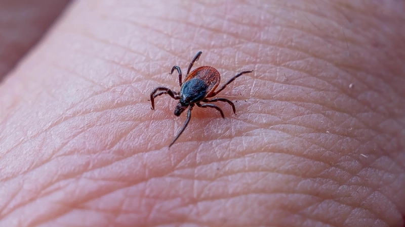 Sie lauern gerne im Grünen: Zecken. Wer nach jedem Aufenthalt seinen Körper absucht, erhöhte die Chance, das Exemplar noch laufend, wie auf unserem Foto, zu erwischen, bevor es sich festbeißt. (Foto: Mirko Fryska)