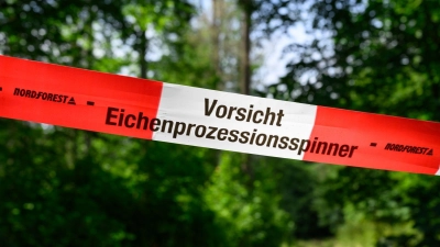 Der wärmeliebende Eichenprozessionsspinner konnte sich stark vermehren. Auch im Wald sind Eichen betroffenen. (Archivbild) (Foto: Patrick Pleul/dpa)