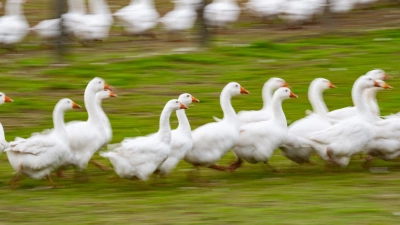 Unbekannte haben offenbar Steine aus der Stadtmauer gelöst und auf die Tier geworfen.  (Symbolbild: Carsten Rehder/dpa)
