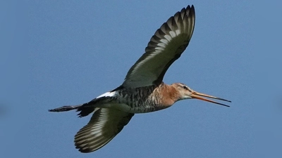 Eine Uferschnepfe im Flug: Seltene Wiesenbrüter wie sie will der Landkreis Ansbach mit dem Projekt chance.natur schützen. (Foto: Dietmar Herold)