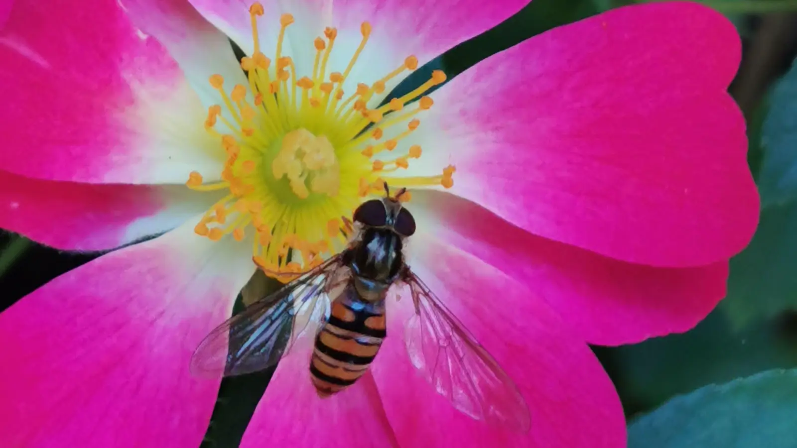 Auch eine Schwebfliege mag es bunt – gesehen in Rothenburg (Foto: Klaus Zerkowski)