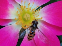 Auch eine Schwebfliege mag es bunt - gesehen in Rothenburg (Foto: Klaus Zerkowski)