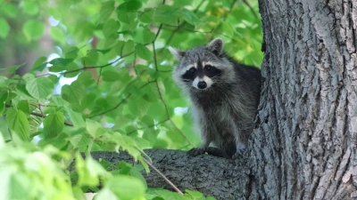 Ein Waschbär sitzt im Baum einer Grünanlage in Leipzig. (Foto: Sebastian Willnow/dpa)
