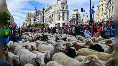 Madrid feiert den Tag der Wanderschäferei mit ganz vielen Schafen. (Foto: Richard Zubelzu/ZUMA Press Wire/dpa)