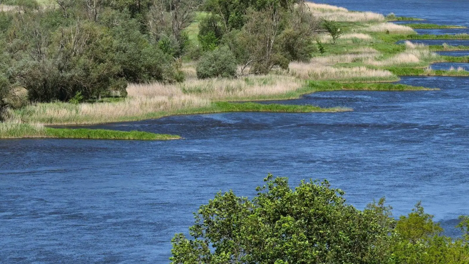 Zwei Jahre nach dem Fischsterben in der Oder haben polnische Behörden erneut giftige Goldalgen im Fluss entdeckt. (Foto: Patrick Pleul/dpa)