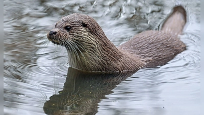 Wie viele Fischotter sind in Bayern heimisch? Das will das Landesamt für Umwelt herausfinden. (Archivbild) (Foto: Patrick Pleul/dpa-Zentralbild/dpa)