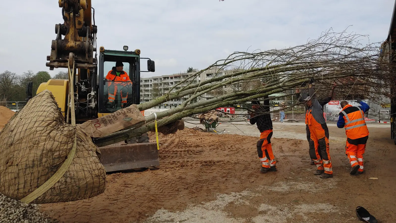 Mitarbeiter des Landschaftsgartenbaubetriebs bugsieren einen mehrstämmigen Ahorn von der Ladefläche des Lastwagens. (Foto: Katrin Merklein)