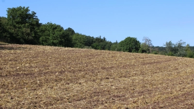 Auf dieser Fläche am Knollenbuck wollte ein Investor ein Wohngebiet mit bis zu 30 Wohneinheiten entwickeln. Der Stadtrat und der Bauausschuss haben allerdings gegen das Vorhaben gestimmt. (Foto: Constantin Prosch)