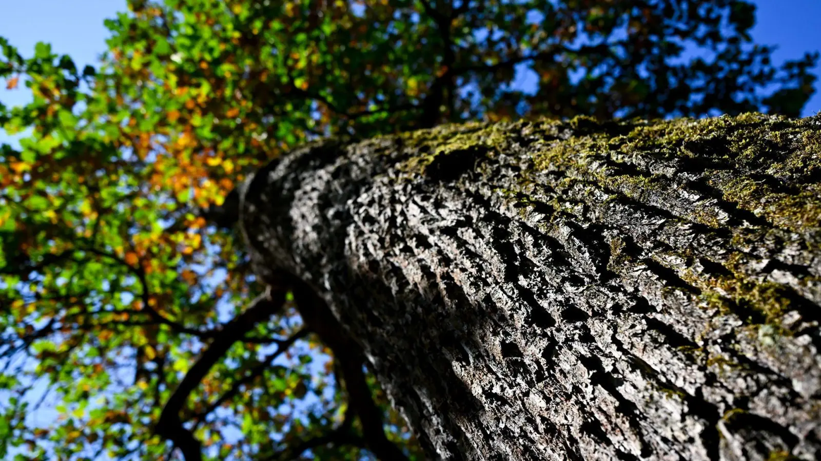 Sonne und milde Temperaturen werden in Bayern erwartet. (Archivbild) (Foto: A4366 Sven Hoppe/dpa)
