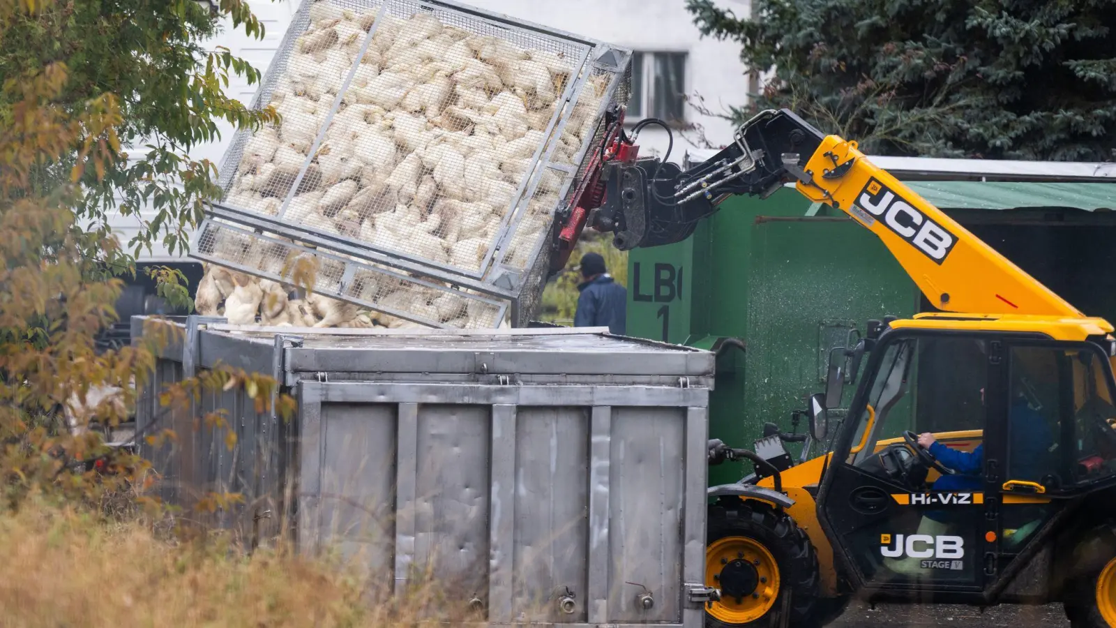 Unzählige Gänse und Enten mussten aufgrund des Vogelgrippe-Ausbruchs in Agrarbetrieben bereits getötet werden.  (Archivbild) (Foto: Christophe Gateau/dpa)
