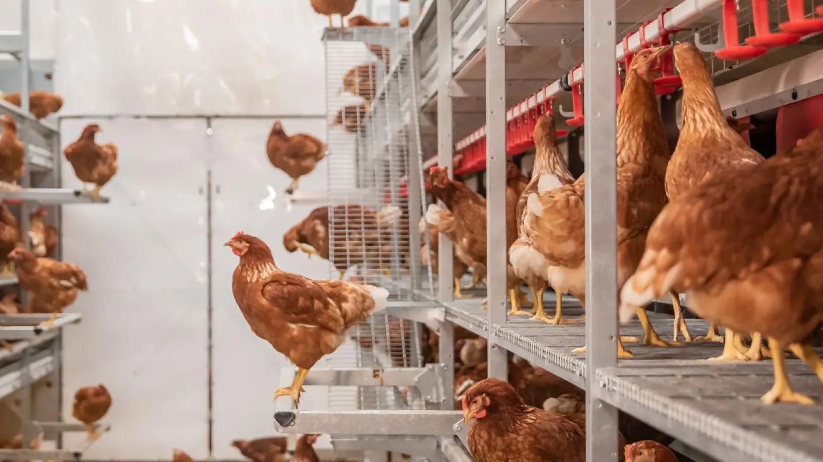 Die Firma Gaab präsentiert auf dem Triesdorfer Johannitag die neue JANSEN-Hühnervoliere Typ Comfort 2.0 INSIDE.  (Foto: Fa. Gaab)