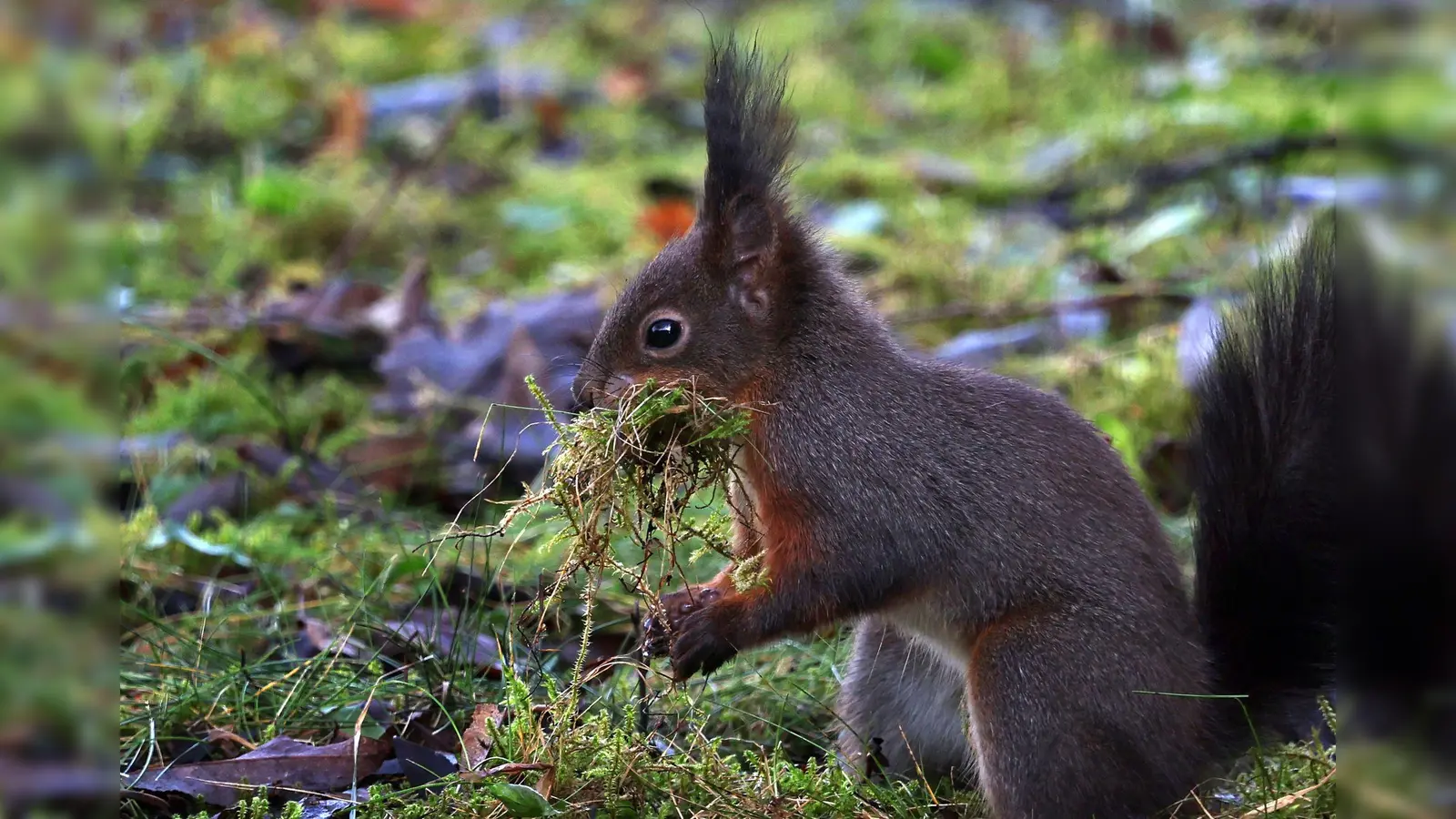 Eichhörnchen kommen flächendeckend in Bayern vor - überall dort, wo die Lebensbedingungen für sie ideal sind. (Foto: Karl-Josef Hildenbrand/dpa)