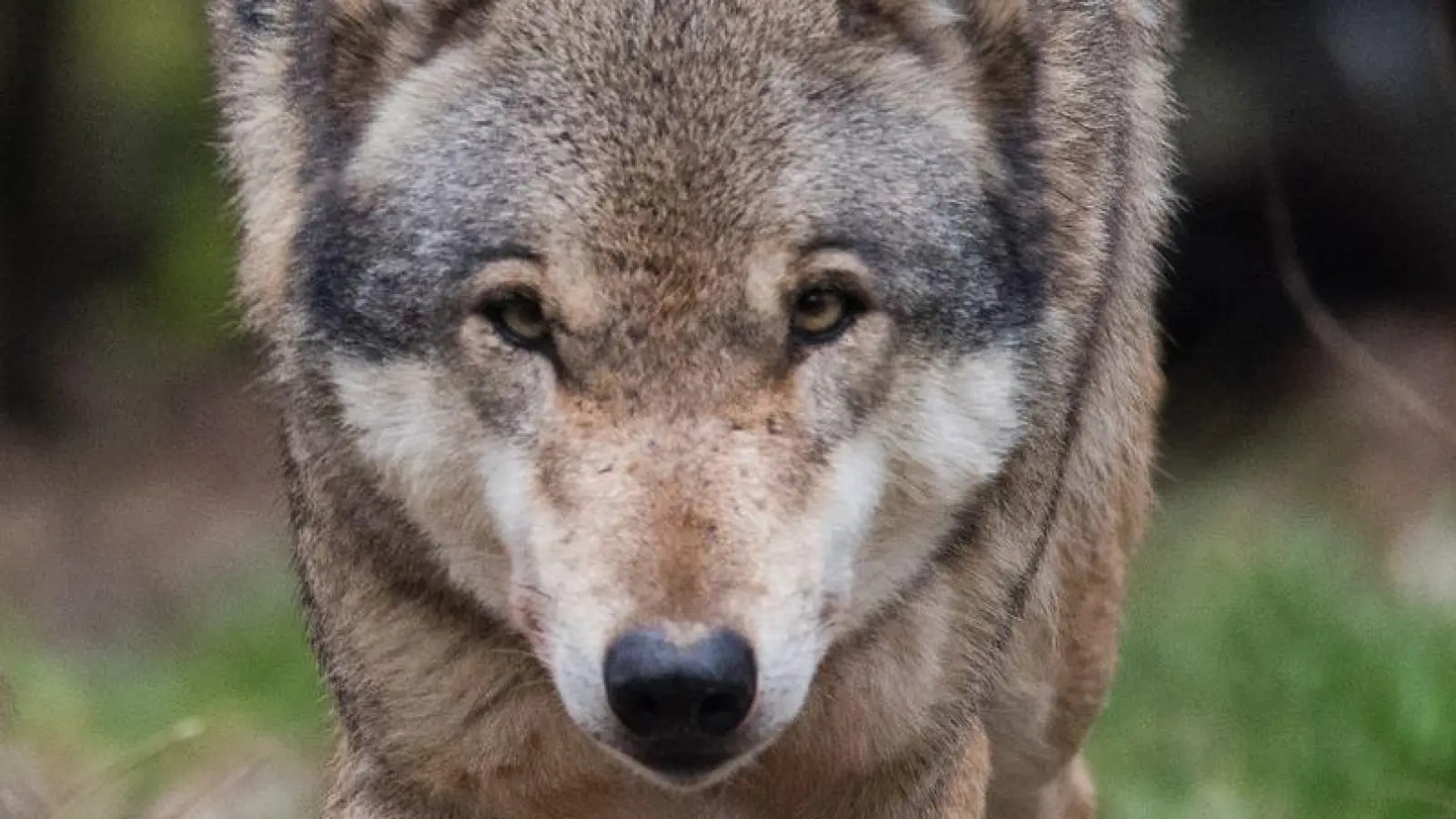 In Niedersachsen leben mehr als 500 Wölfe. (Symbolbild) (Foto: Julian Stratenschulte/dpa)