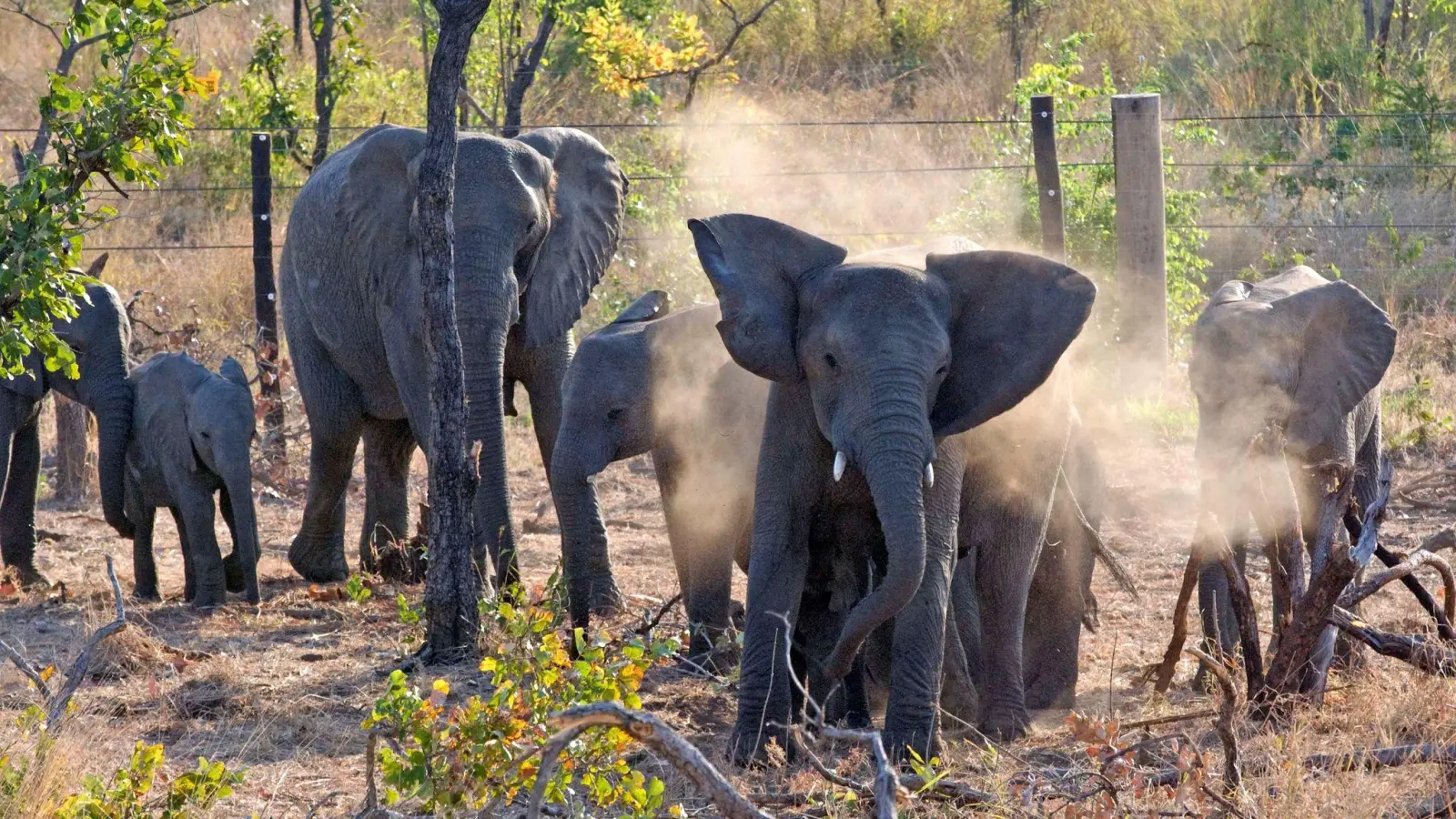 Eine Elefantenherde, die im Majete Wildlife Reserve in Malawi ein Staubbad nimmt. (Archivbild) (Foto: Trevor Samson/dpa)