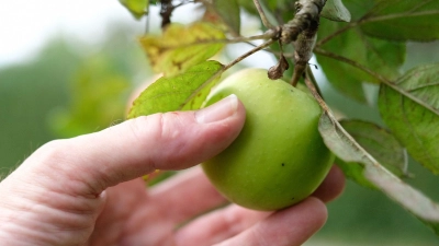 Reicht Nachbars Apfelbaum bis auf Ihr Grundstück? Dann dürfen Sie die Früchte trotzdem nicht einfach ernten. (Foto: Bernd Weißbrod/dpa)