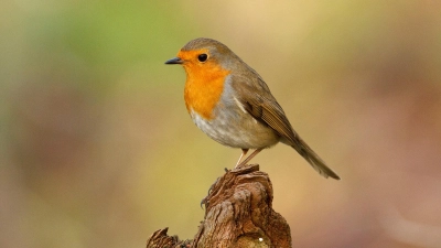 Wie viele Rotkehlchen fliegen im heimischen Garten? (Foto: Rosl-Rössner/LBV-Bildarchiv)
