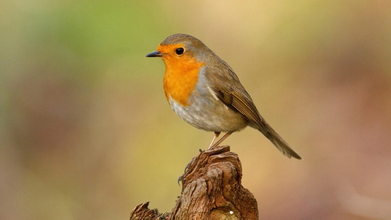 Wie viele Rotkehlchen fliegen im heimischen Garten? (Foto: Rosl-Rössner/LBV-Bildarchiv)