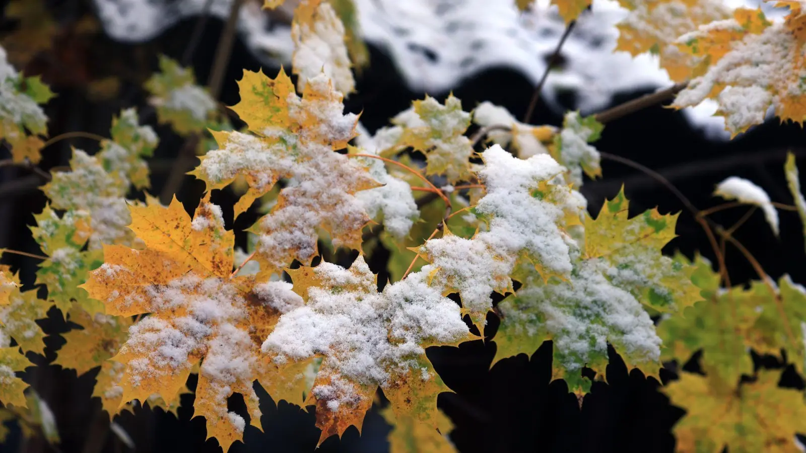 Bis zu einer Höhe von 400 Metern können einzelne Schneeflocken fallen. (Symbolbild) (Foto: Karl-Josef Hildenbrand/dpa)