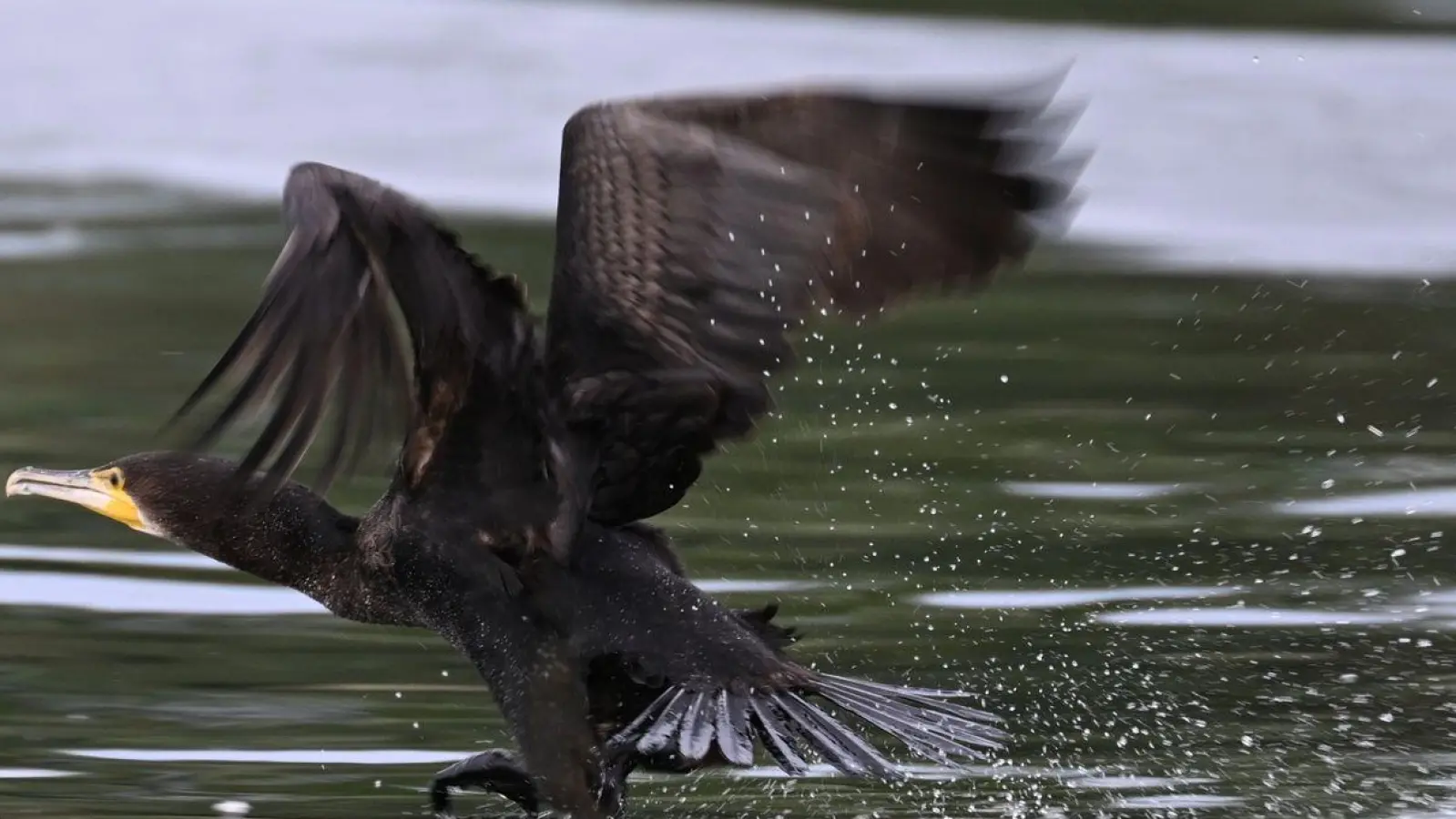 Ein Kormorane startet an der Lipach-Mündung zum Flug über den Bodensee. (Foto: Felix Kästle/dpa)