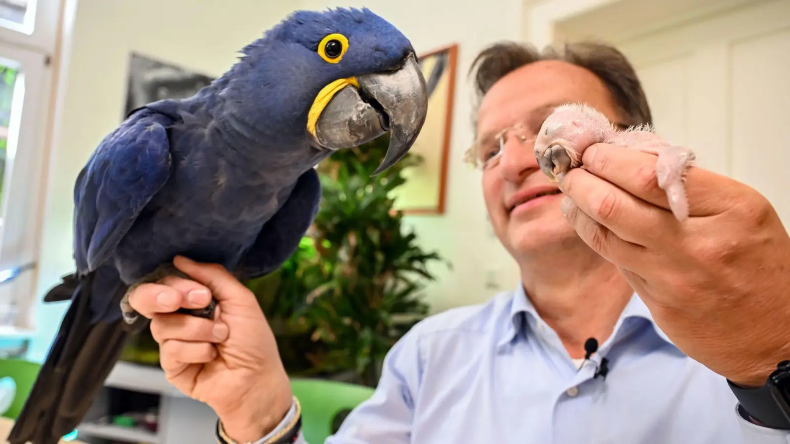 Ein kleiner und ein großer Ara: Beide hält Zoodirektor Reinschmidt auf der Hand. (Foto: Uli Deck/dpa)