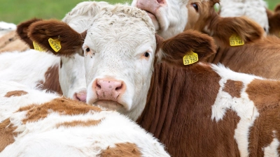 Die Zahl der Nutztierhalter in Bayern geht immer weiter zurück - genau wie die Zahl der landwirtschaftlichen Betriebe generell. (Archivbild) (Foto: Peter Kneffel/dpa)