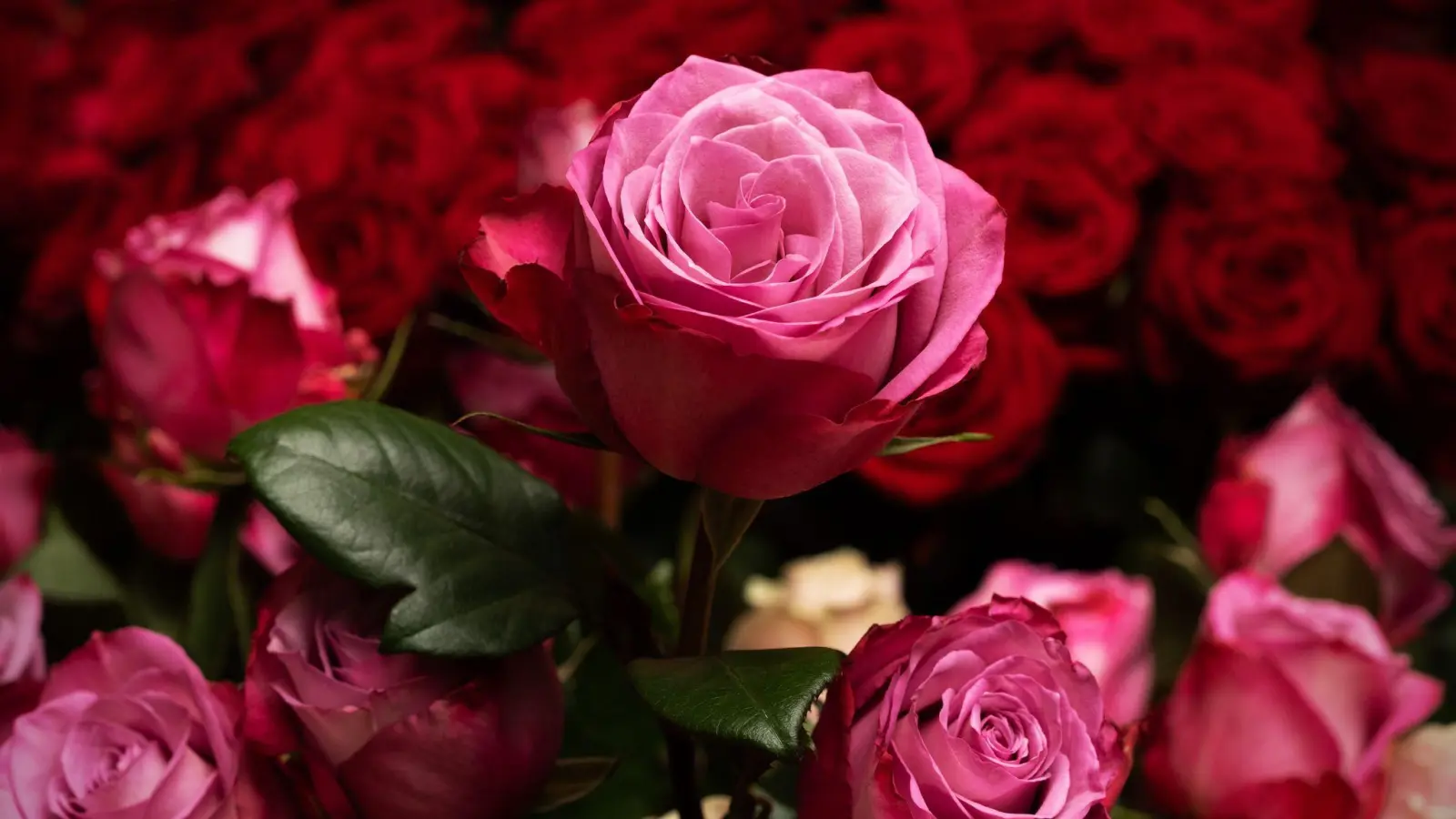 Die Rose ist die mit Abstand beliebteste Schnittblume in Deutschland. (Archivbild) (Foto: Soeren Stache/dpa)