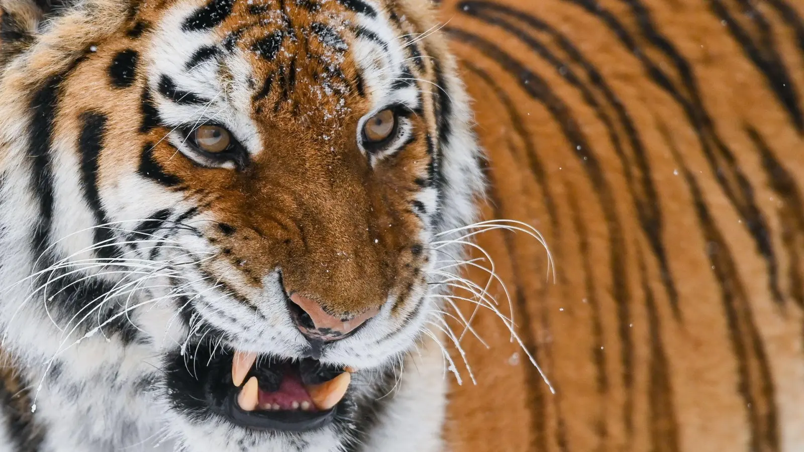 Der sibirische Tiger oder Amur-Tiger ist die größte Raubkatze der Welt. In einem Zoo in England wurde ein Mann von einem der Tiere getötet, nachdem er dessen Gehege betreten hatte. (Illustration) (Foto: Patrick Pleul/dpa-Zentralbild/dpa)