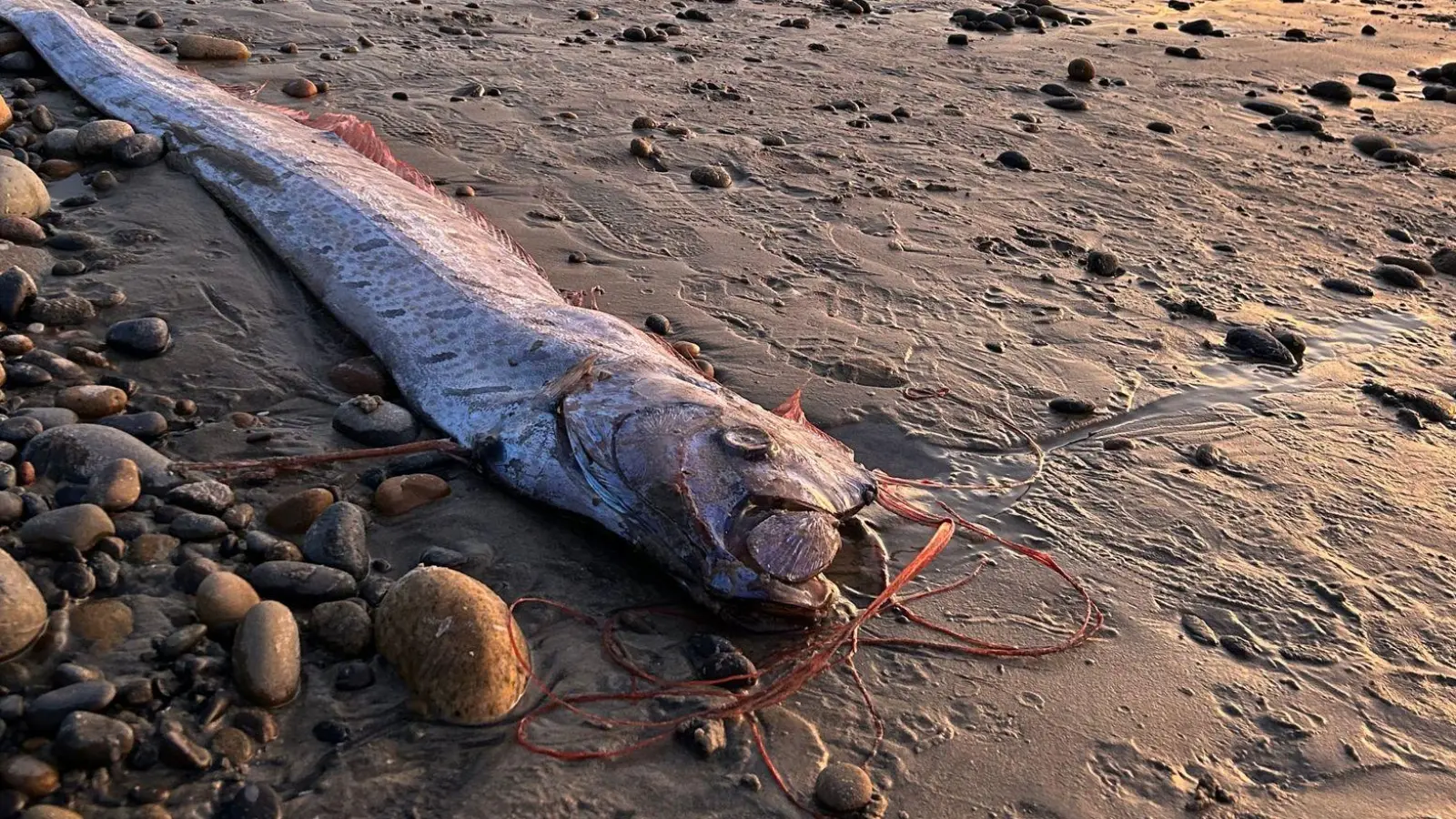 Dieser etwa drei Meter lange Riemenfisch wurde in Kalifornien an den Strand gespült.  (Foto: Alison Laferriere/Scripps Institution of Oceanography/dpa)