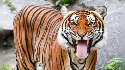 Indochinesische Tiger sind in freier Wildbahn sehr selten geworden. (Archivbild) (Foto: Jens Kalaene/dpa-Zentralbild/dpa)