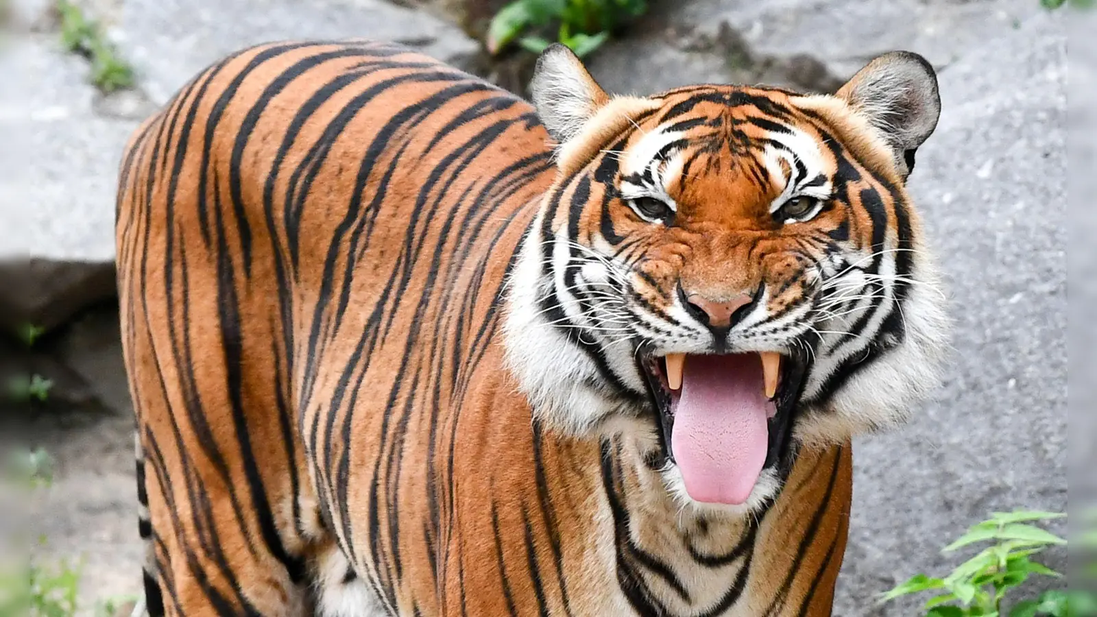Indochinesische Tiger sind in freier Wildbahn sehr selten geworden. (Archivbild) (Foto: Jens Kalaene/dpa-Zentralbild/dpa)