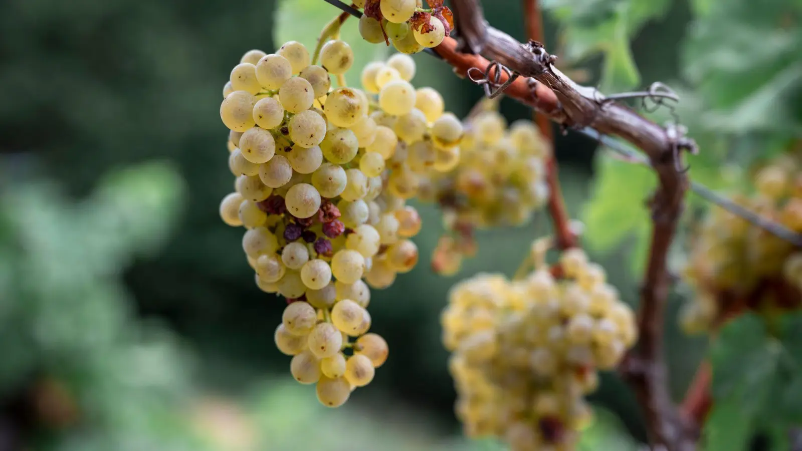 Franken ist laut dem Verband mit gut 6.200 Hektar Rebfläche das größte Weinanbaugebiet in Bayern. (Foto: Daniel Vogl/dpa)
