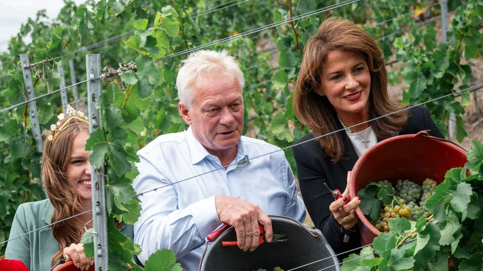 Der fränkische Weinbauverband geht von einem guten Jahrgang 2026 aus. (Foto: Daniel Vogl/dpa)