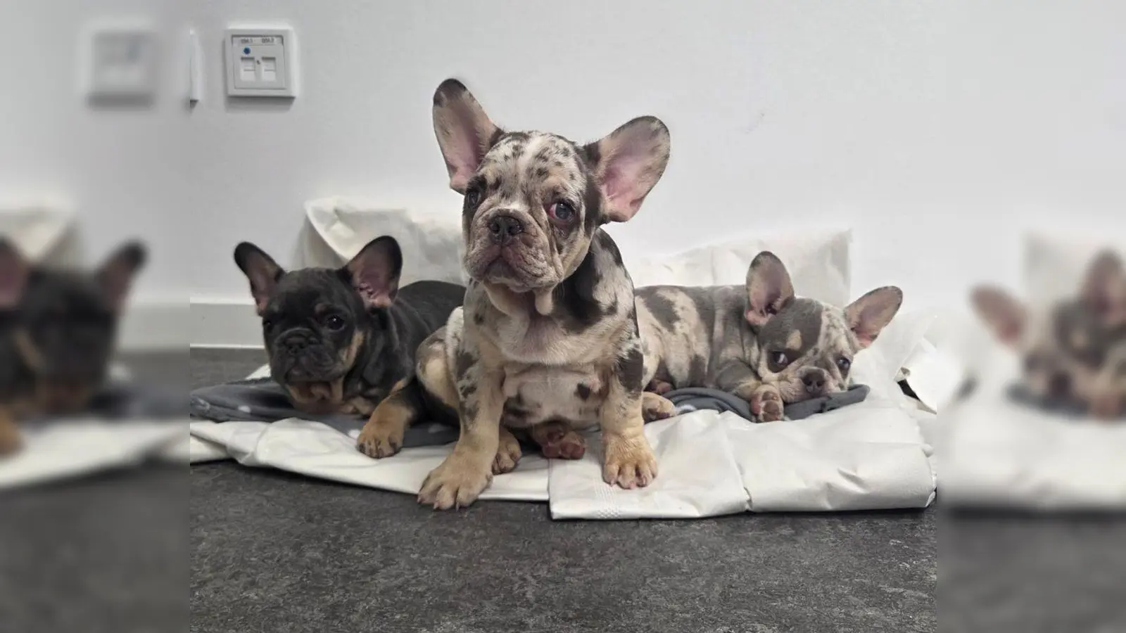 Die drei Hundewelpen sitzen auf Decken bei der Bundespolizei. (Foto: Bundespolizei/dpa)